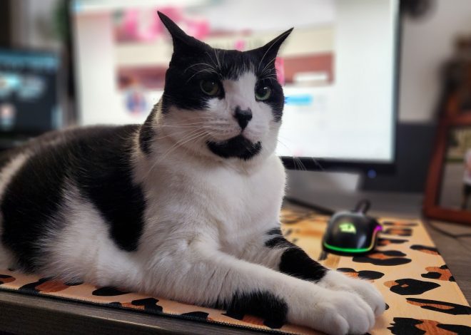 5 Life Lessons I Learned from My ESA Cat, Misaki